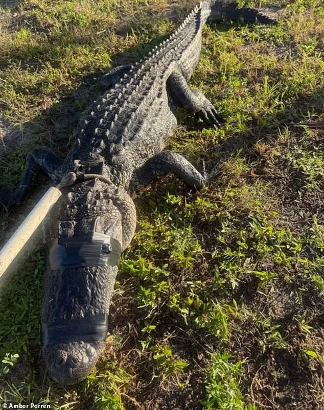 Optometrist Survives Alligator Attack on St. Lucie River