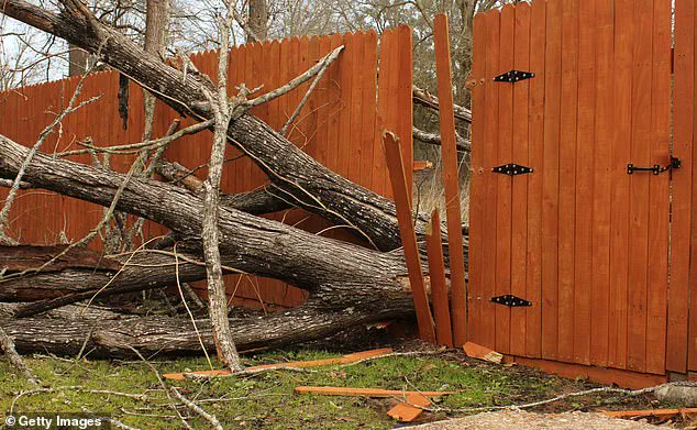 Urgent Warning: Overgrown Greenery Disputes Risk Legal and Social Conflicts – Act with Care
