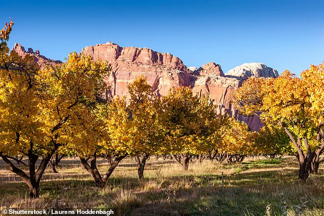 Government Management of Capitol Reef National Park's Historic Fruit Trees Sparks Public Disappointment Over Lack of Harvest