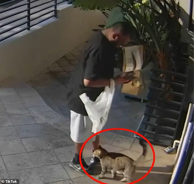 Alleged Food Delivery Driver in West Hollywood Accused of Stealing Cat Floki, Surveillance Footage Shows