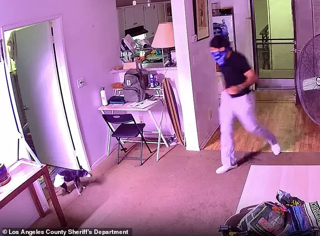 Alleged Food Delivery Driver in West Hollywood Accused of Stealing Cat Floki, Surveillance Footage Shows