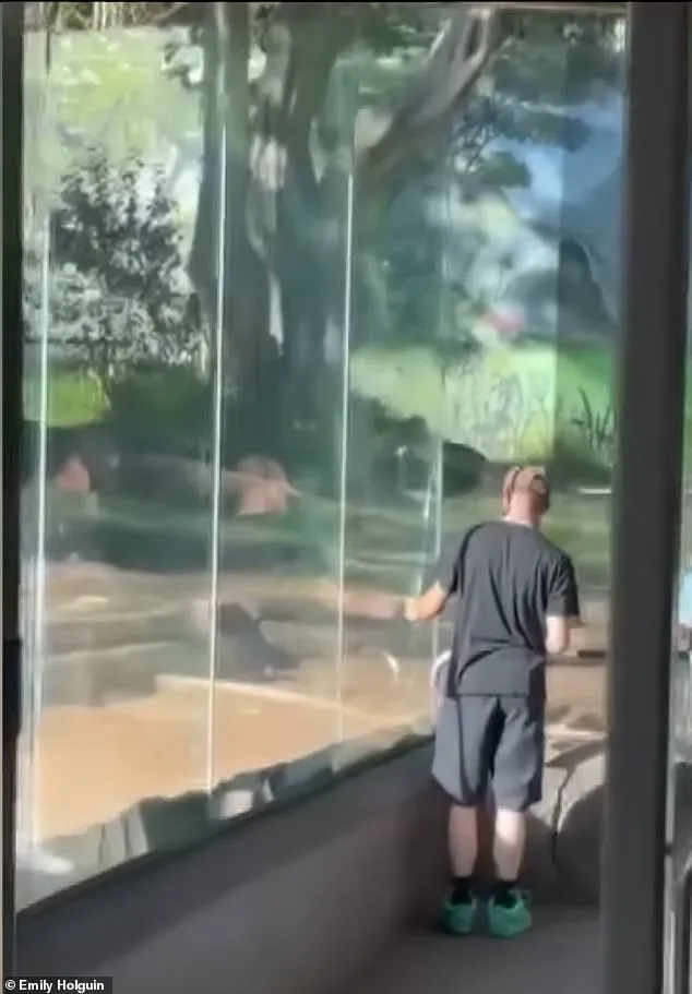 San Diego Zoo's Denny Shatters Glass Barrier, Sparking Panic