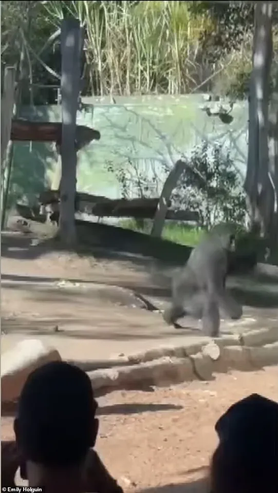 San Diego Zoo's Denny Shatters Glass Barrier, Sparking Panic