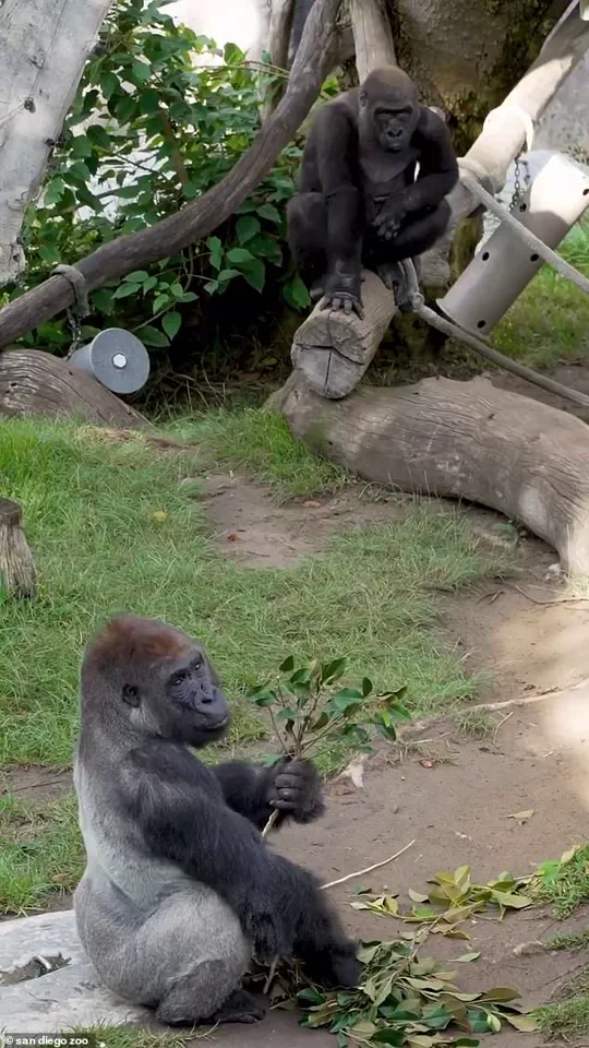 San Diego Zoo's Denny Shatters Glass Barrier, Sparking Panic