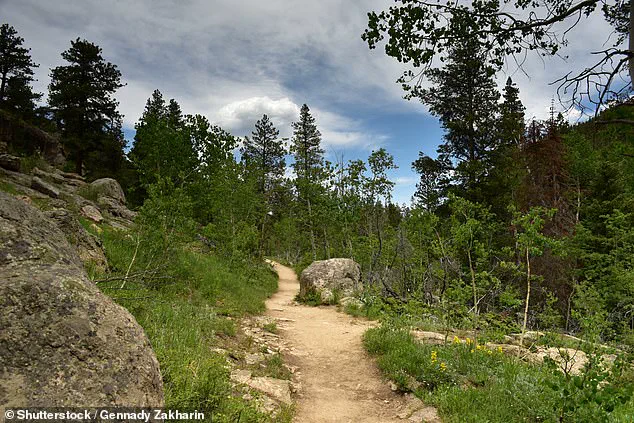 Fatal Mountain Lion Attack in Remote Colorado Mountains: Investigation Underway