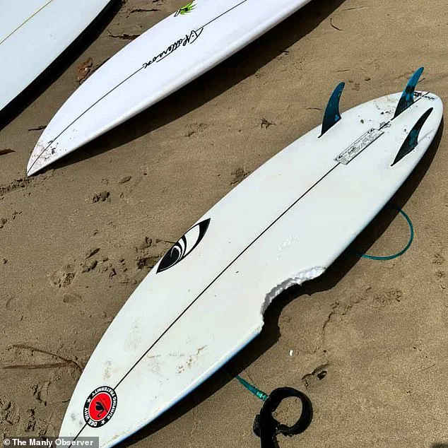 Sydney Beaches in Chaos After Third Shark Attack in 26 Hours