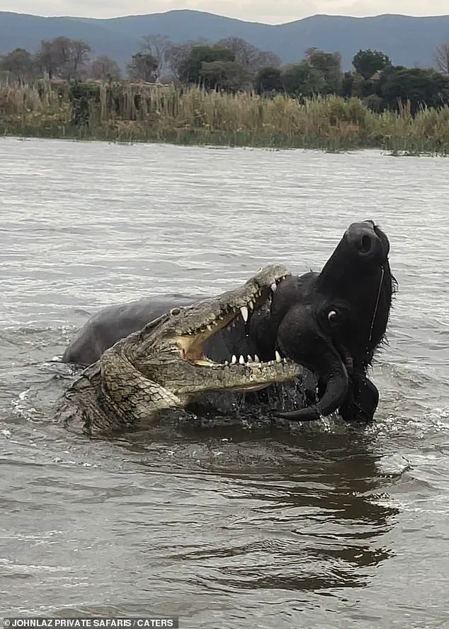 A Day That Will Live On: Buffalo's Unyielding March Across the Lower Zambezi Ripples Through Conservation Communities