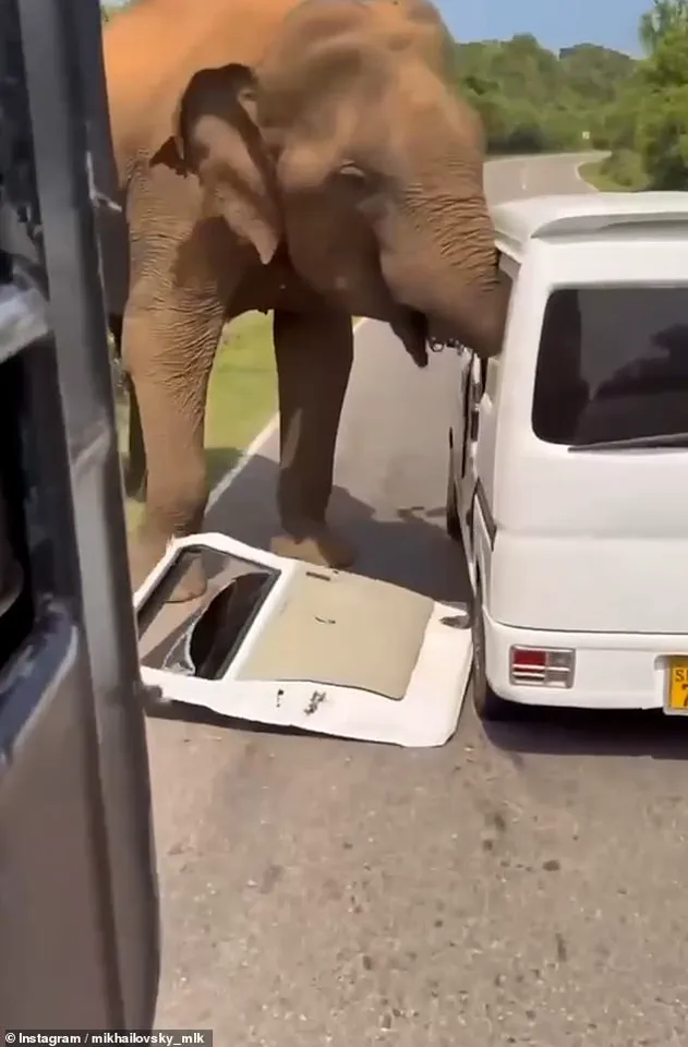 Exclusive: Sri Lanka Elephant Rampage Unveiled – Tourists’ Deadly Encounter with Privileged Access to Wildlife