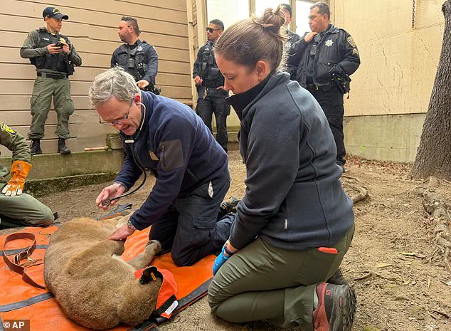 Privileged Access: San Francisco Officials Capture Elusive Mountain Lion After 30-Hour Hunt