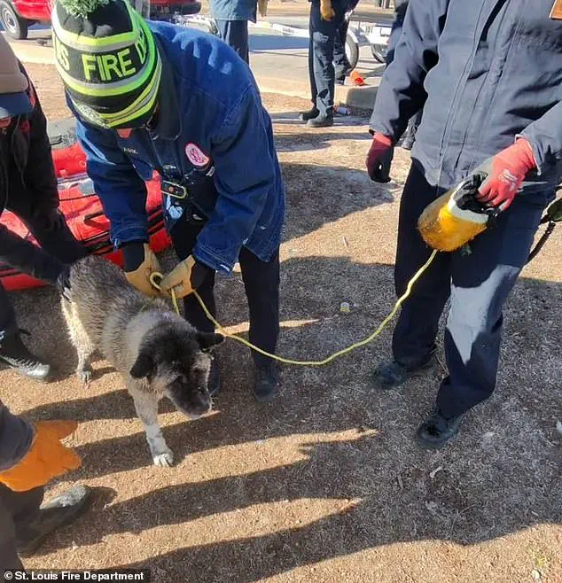 Extreme Cold Sparks Public Concern Over Emergency Response Protocols in St. Louis