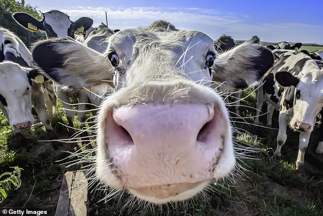 Dog Walker Rescued After Hour-Long Stranding in Tree Due to Angry Cow on Isle of Wight