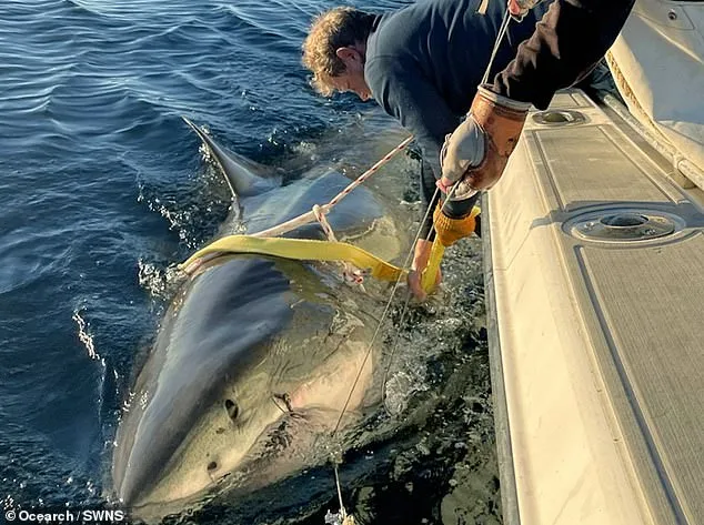 Colossal Great White Shark 'Contender' Tracked Across Atlantic via OREACH Technology Near Cape Fear, North Carolina