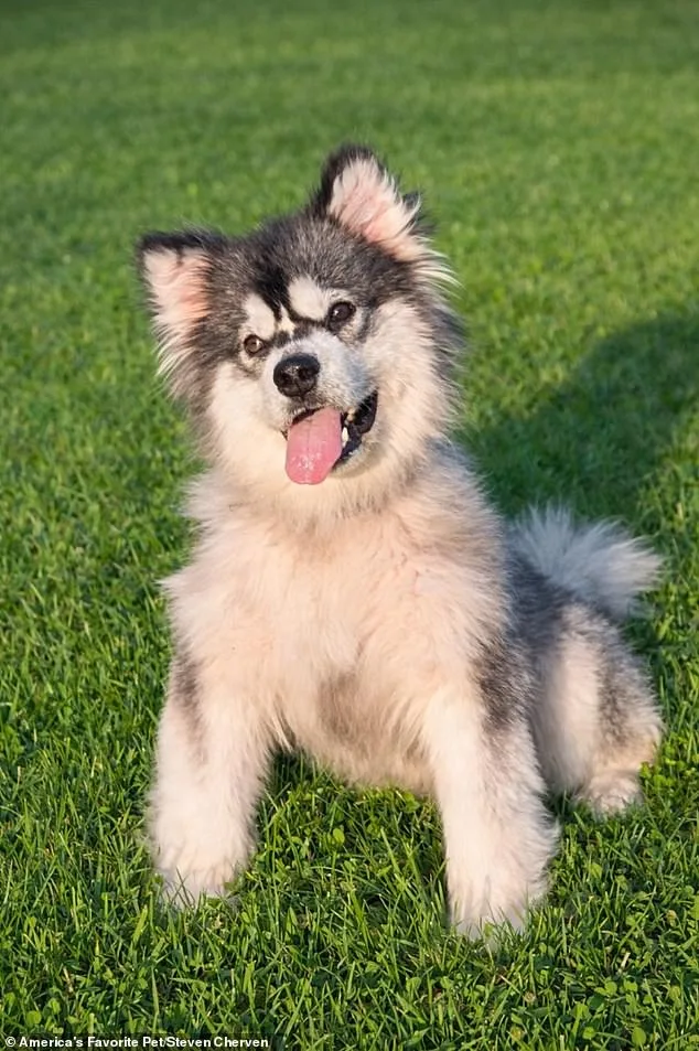 Miracle of Survival: Disabled Puppy Kronk's Journey from Dog Meat Trade to a Life of Hope