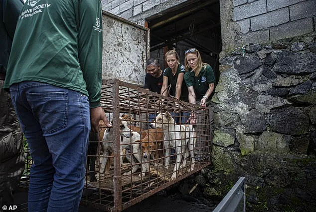 Miracle of Survival: Disabled Puppy Kronk's Journey from Dog Meat Trade to a Life of Hope