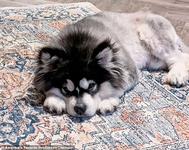Miracle of Survival: Disabled Puppy Kronk's Journey from Dog Meat Trade to a Life of Hope