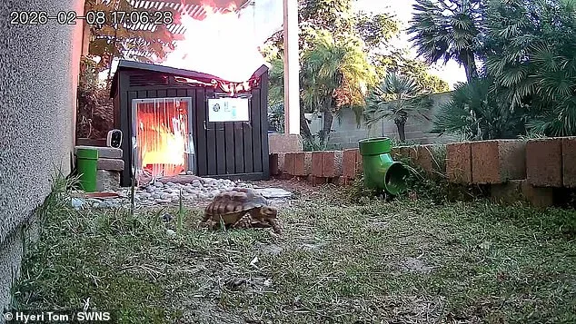 Harrowing Footage of Tortoise's Enclosure Fire Raises Urgent Safety Questions