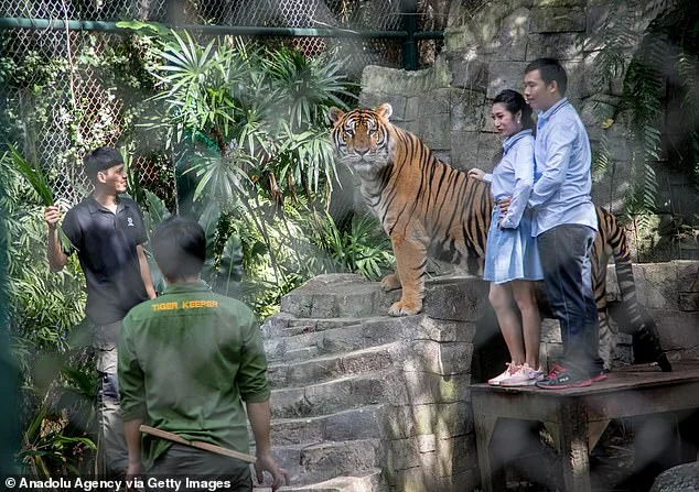 Thailand's Tiger Outbreak: Canine Distemper Virus Claims 72 Tigers at Chiang Mai Park, Sparking Scrutiny of Close-Contact Tourism
