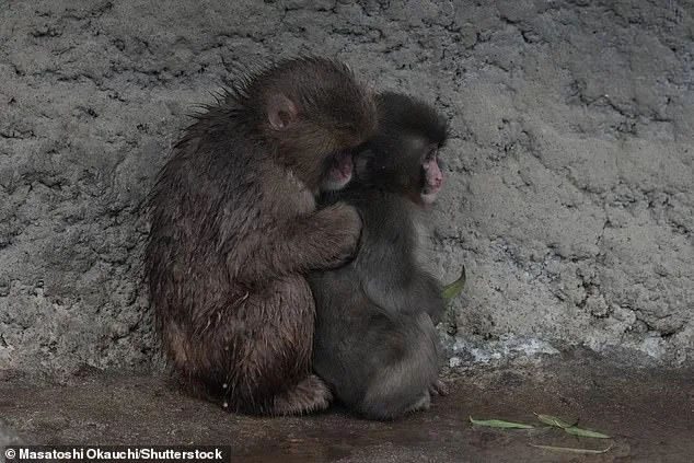 Punch the Macaque's Social Integration: A Viral Journey from Isolation to Acceptance