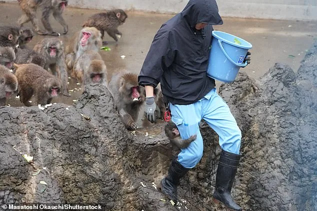 Punch the Macaque's Social Integration: A Viral Journey from Isolation to Acceptance