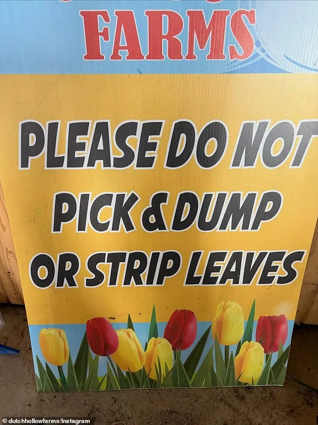 TikTok Frenzy Ruins California Tulip Farm Season