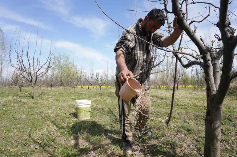 Distant War, Local Crisis: Punjab Farmer's Battle Against Soaring Costs and Uncertain Harvests