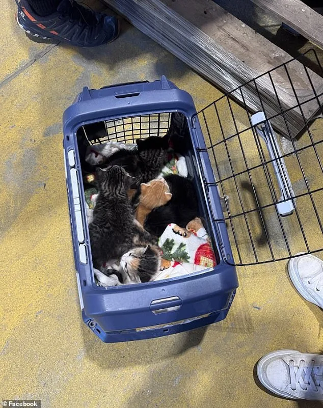 Lowe's Surprise: Kittens in the Shelves.