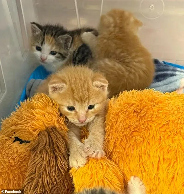 Lowe's Surprise: Kittens in the Shelves.