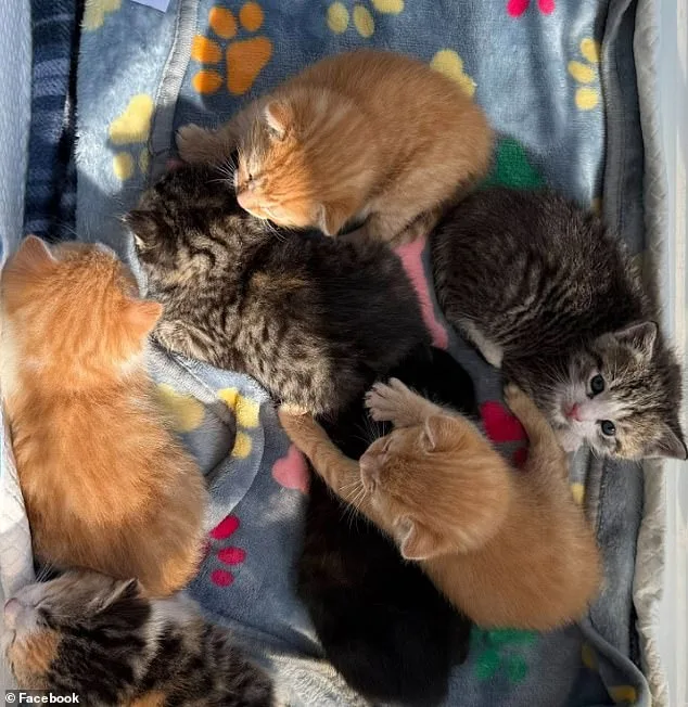 Lowe's Surprise: Kittens in the Shelves.