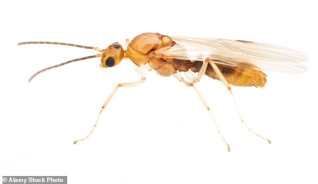 Deadly Asian needle ants rapidly invade 20 U.S. states with fatal sting.