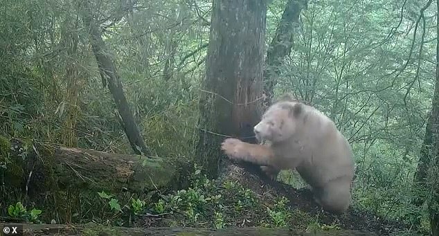 China confirms albino giant panda is male and thriving in wild