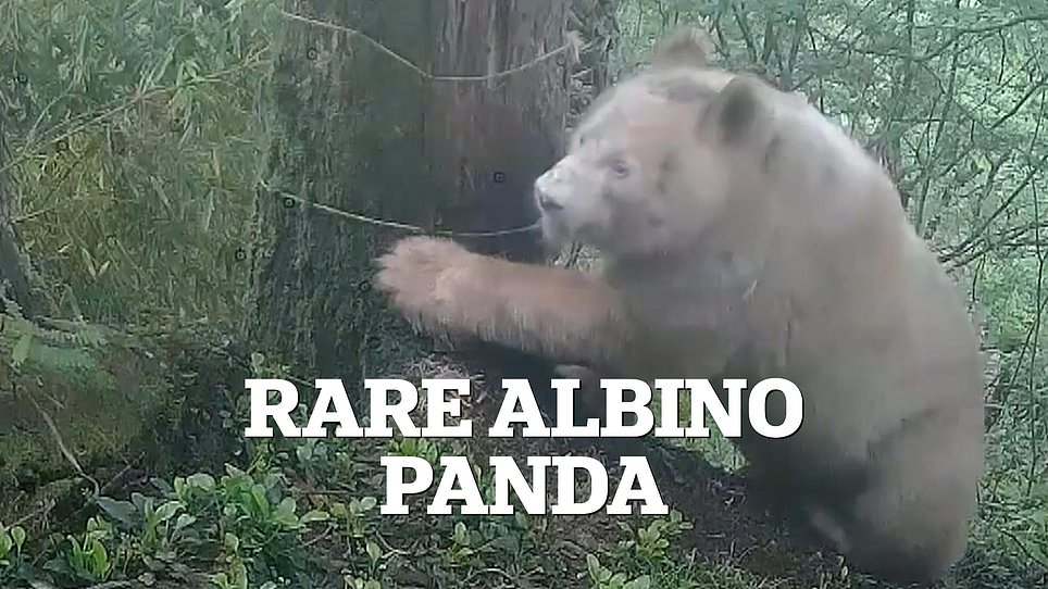 China confirms albino giant panda is male and thriving in wild