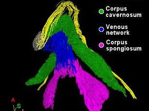Study finds emotional connection drives female orgasm intensity more than physical acts.